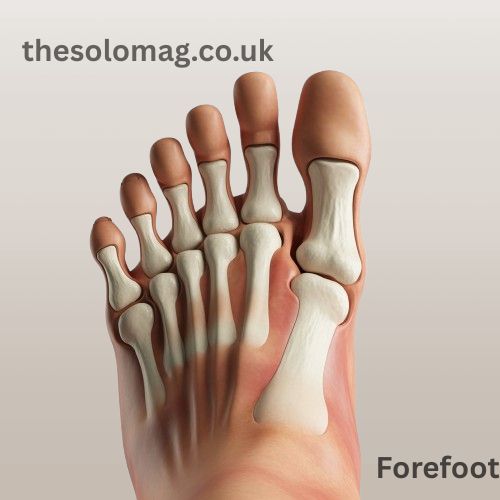 Forefoot