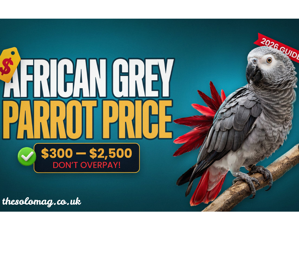 african grey parrot pri